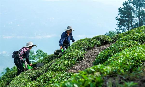 1753066985770570.jpg 科技文旅双轮驱动 夷陵乡村振兴谱新篇